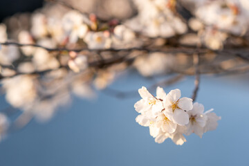 桜咲く季節