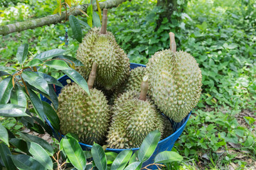 Freshly harvested durians are placed in a blue basket under a tree in a tropical orchard. Surrounded by lush green foliage, the spiky fruits are ready for market or further inspection.
