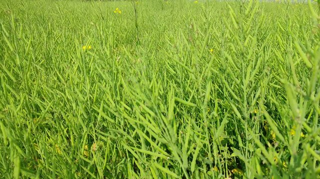 Mustard plants farm ( sarso khet) having yellow growing flower bloom, oilseeds	