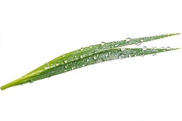 Dew-kissed blades of grass. Fresh green grass leaves covered in water droplets