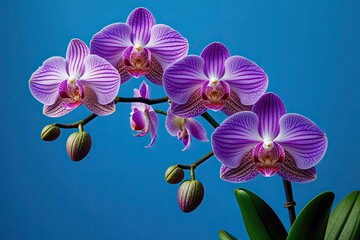 Obraz premium Elegant Photography Template Featuring Vibrant Orchids on a Luminous Blue Backdrop