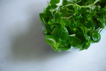 fresh Pepperomia pellucida leaves