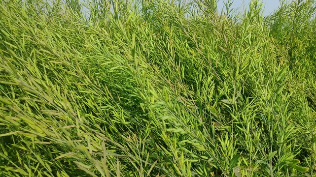 Mustard plants farm ( sarso khet) having yellow growing flower bloom, oilseeds	