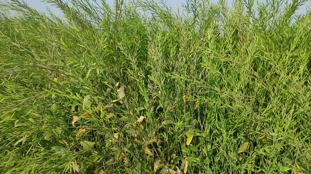 Mustard plants farm ( sarso khet) having yellow growing flower bloom, oilseeds	