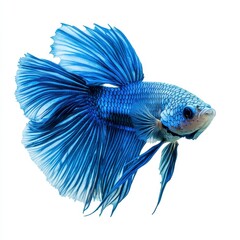 Blue Betta Fish Swimming Gracefully Against White Background