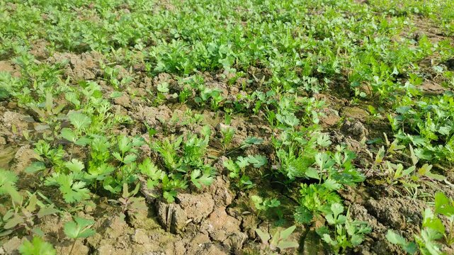 Coriander leaves in vegetables garden for health