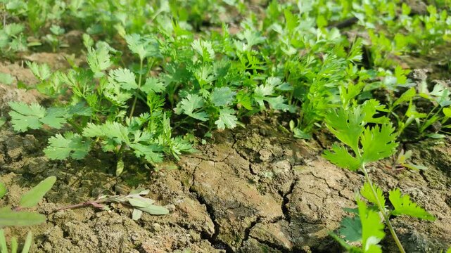 Coriander leaves in vegetables garden for health, food and agriculture concept design. Organic coriander leaves background.	