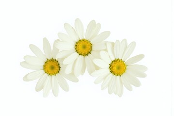 Obraz premium three white daisies on a white background