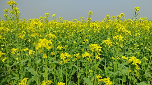 Mustard plants farm ( sarso khet) having yellow growing flower bloom, oilseeds	
