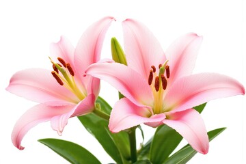Fototapeta premium two pink lilies with green leaves on a white background