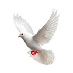 Fototapeta premium Majestic White Dove in Flight: A Symbol of Peace and Purity