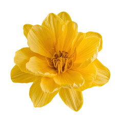 yellow flower blossom, isolated on white background