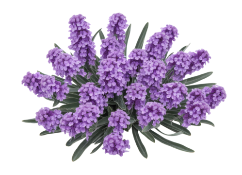 purple grape hyacinth isolated on white background