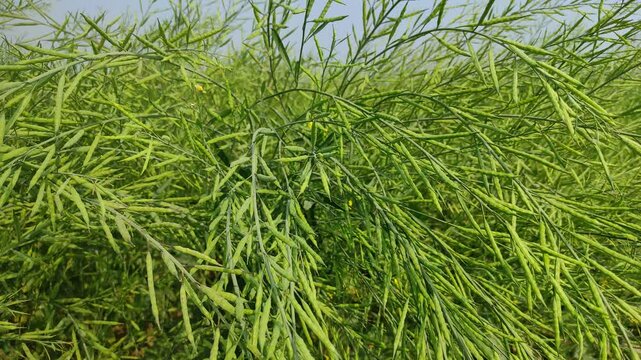 Mustard plants farm ( sarso khet) having yellow growing flower bloom, oilseeds	