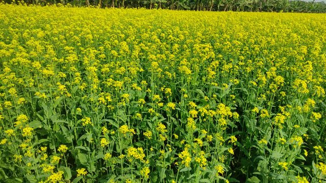 Mustard plants farm ( sarso khet) having yellow growing flower bloom, oilseeds	