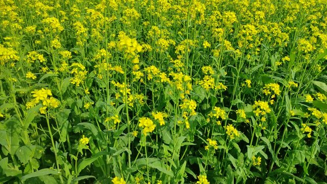 Mustard plants farm ( sarso khet) having yellow growing flower bloom, oilseeds	