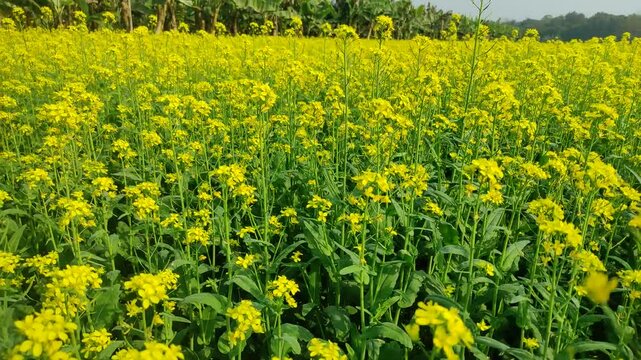 Mustard plants farm ( sarso khet) having yellow growing flower bloom, oilseeds	