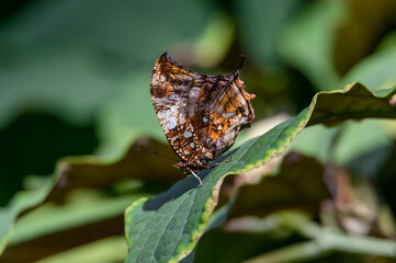A silver studded leafwing butterfly at the Meijer Botanical Gardens in Grand Rapids, Michigan.