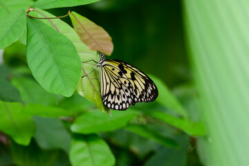 Tree Nymph Butterfly at Meijer Botanical Gardens, in Grand Rapids, Michigan.
