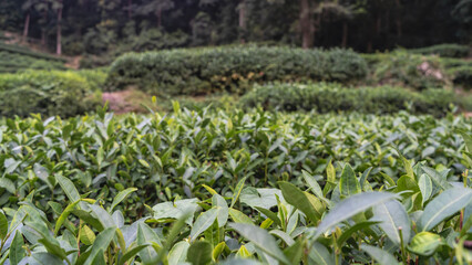 Tea plantation. Green leaves in the foreground. Close-up.  Rows of bushes in the distance. China. Tea Estate 