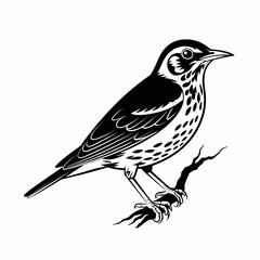 Fototapeta premium Skylark lark bird black silhouette animal on white background