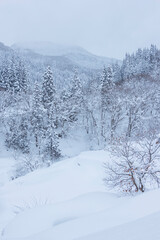 雪を被った樹木の並ぶ風景 鳥取県 氷ノ山