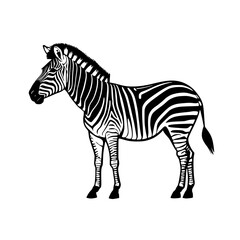 Fototapeta premium illustration of zebra cartoon on white