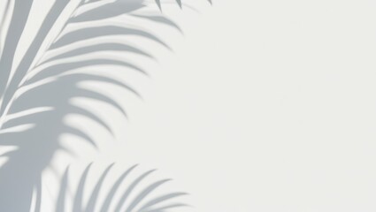illustrations of shadow of palm leaves on white wall background