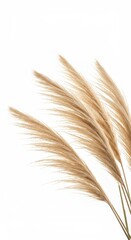 Fototapeta premium Pampas Grass Stalks on White Background for Minimalist Decor