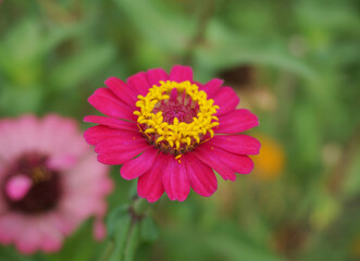 Obraz premium pink zinnia flower in nature garden