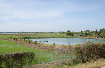 the rice fields in the countryside.