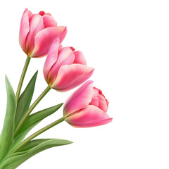 Naklejka premium Tulips flower corner style isolate on transparent background