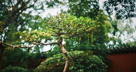 Chengdu, Sichuan, China. Garden Area Of Wuhou Memorial Temple. Ornamental Bonsai Tree. Comfortable Environment To Embrace Nature. Penjing Also Known As Penzai. Ancient Chinese Art Of Depicting