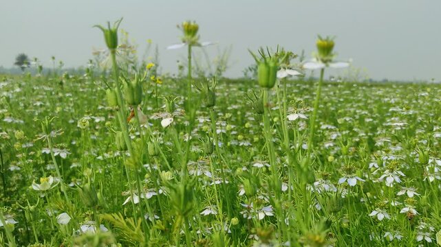White Nigella sativa flowers are blooming and swaying in the field. White and green flower background. Slow-motion video.