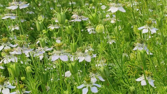 Blooming White Nigella sativa flowers swing in the wind in the field. White and Green Flowers Background Landscape view