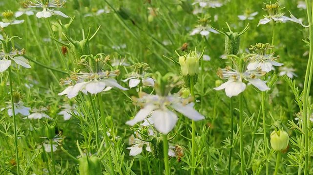 Blooming White Nigella sativa flowers swing in the wind in the field. White and Green Flowers Background Landscape view