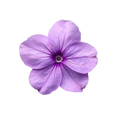 Bright violet wild periwinkle flower isolate on transparent background