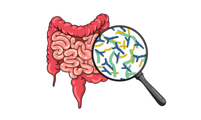 illustration of bacteria in human body. Probiotics good bacteria in human intestine. Good bacteria. Lactobacillus, bifidobacteria, streptococcus, vector design. for medical poster or biology study