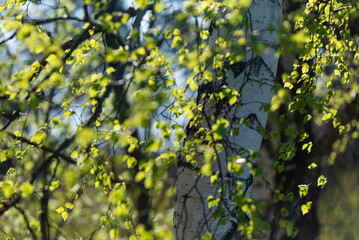 Wiosenne tło, brzoza z młodymi zielonymi liśćmi na wietrze. © Elżbieta Kaps