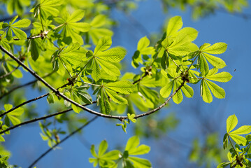Zielone liście kasztanów w lesie wiosną, na tle błękitnego nieba, tło dla projektu.