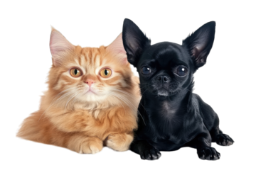 a fluffy orange cat and a sleek black chihuahua sit together against a white background showcasing their contrasting fur textures and playful expressions