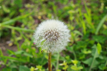繊細なタンポポの綿毛