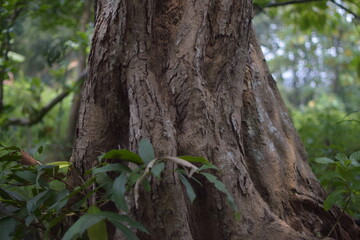 Close-up of textured tree trunk in forest