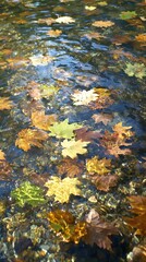 Autumn leaves floating on a clear stream.  Sunlight illuminates the vibrant colors and textures.
