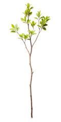 small green tree branch