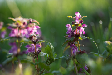 Fioletowe kwiaty jasnoty na łące.  © Elżbieta Kaps