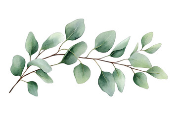 illustration of a eucalyptus branch with soft green leaves showcasing natural beauty and elegance suitable for design or decoration purposes