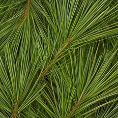 Lush green pine needles create a textured background. Perfect for Christmas, nature, or botanical designs.
