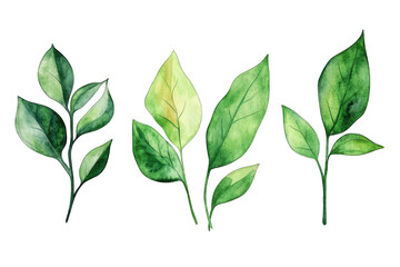 Fototapeta premium collection of watercolor illustrations of various green leaves showcasing their shapes and colors ideal for design or botanical projects