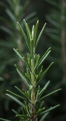 Obraz premium Rosemary Sprig: A Detailed Close-up, Lush Green, Botanical Art